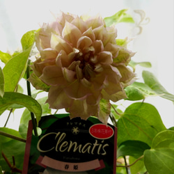 2022 母の日 八重咲きクレマチス アンティーク色『春姫』 その他