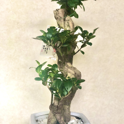 希少☆昇龍☆ガジュマル☆八の字☆風水☆多幸の樹☆ その他