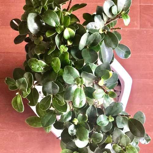 【現品】ガジュマル　超曲がり　八の字　昇り龍の様な仕立て　多幸の木　8号　A26 ガジュマルの木 観葉植物 曲がり 8号鉢苗 受け皿付き おしゃれ