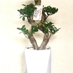希少☆昇龍☆ガジュマル☆八の字☆風水☆多幸の樹☆ その他インテリア
