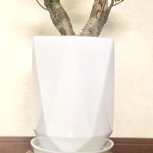 希少☆昇龍☆ガジュマル☆八の字☆風水☆多幸の樹☆ その他インテリア