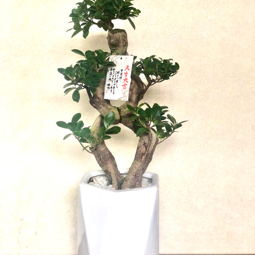 コハク様 フィカス 風水植物 昇龍 曲がりガジュマル 観葉植物 ガジュマル 昇り竜 8号平鉢 受け皿付き 育て方説明書