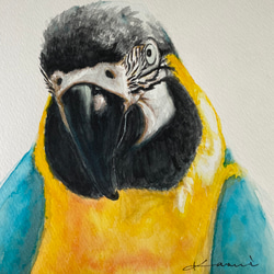 水彩原画　一点もの　happy parrot 3枚目の画像