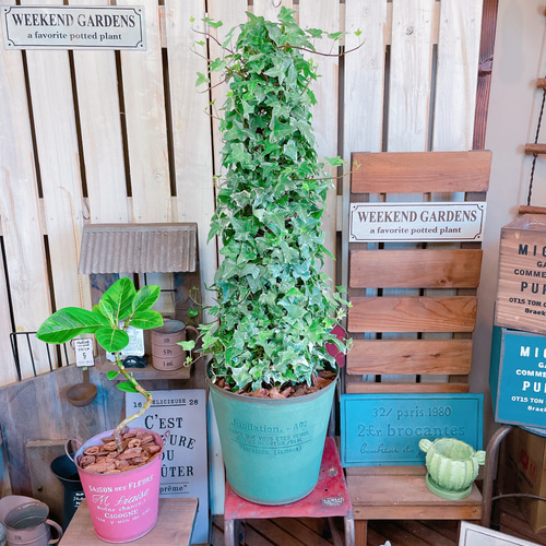 ton　植木鉢11点 ton様専用 植木鉢11点 植木鉢 11号 プラスチック」の人気商品