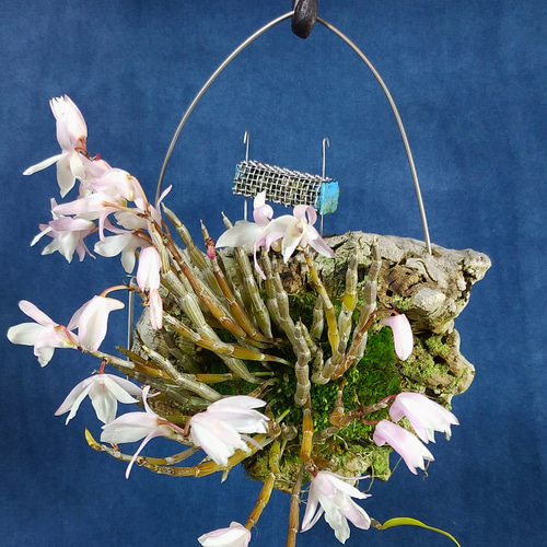 山野草 R4-14 セッコクコルク付け国東産 その他アート 夢創園 通販