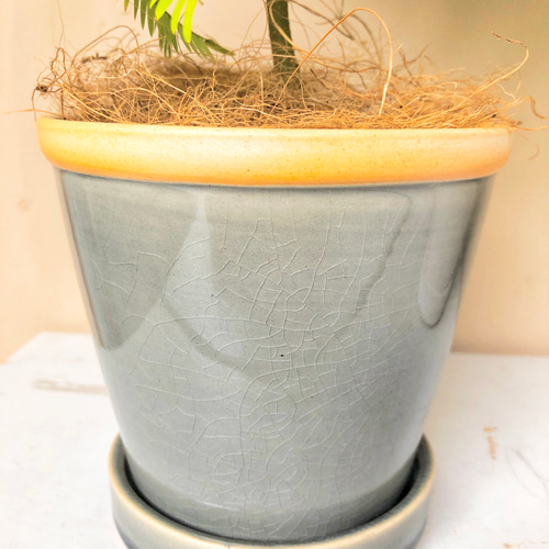 そのまま飾れます♡エバーフレッシュ！陶器鉢植え込み【観葉植物