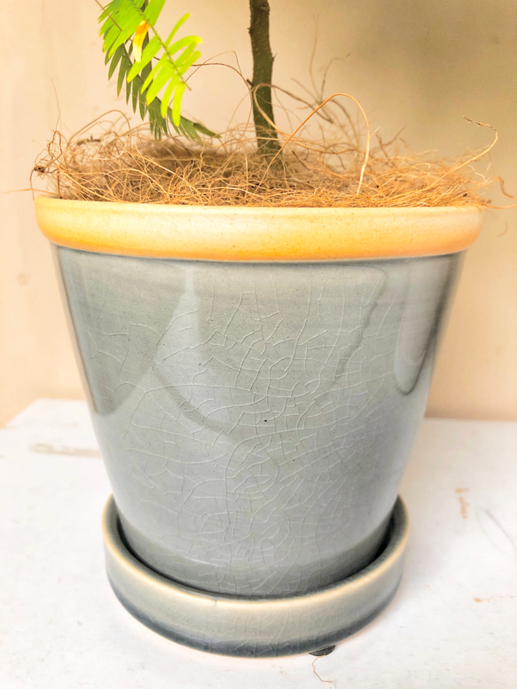 そのまま飾れます♡エバーフレッシュ！陶器鉢植え込み【観葉植物】 6枚目の画像