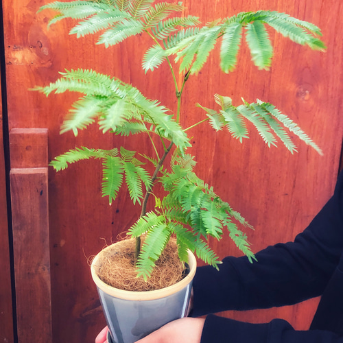 そのまま飾れます♡エバーフレッシュ！陶器鉢植え込み【観葉植物
