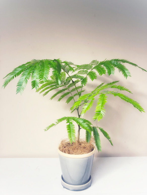 そのまま飾れます♡エバーフレッシュ！陶器鉢植え込み【観葉植物】 2枚目の画像