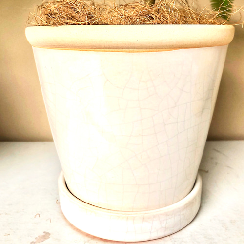 そのまま飾れます♡エバーフレッシュ！陶器鉢植え込み【観葉植物