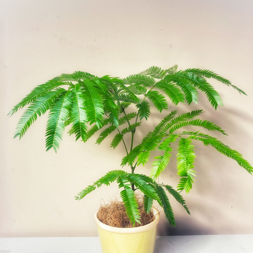 美形 特大 沖縄産 実付き エバーフレッシュ 11号陶器鉢 植え込み発送