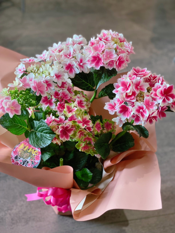 母の日におすすめ♡アジサイ♡凛 その他インテリア雑貨 Lotti 通販