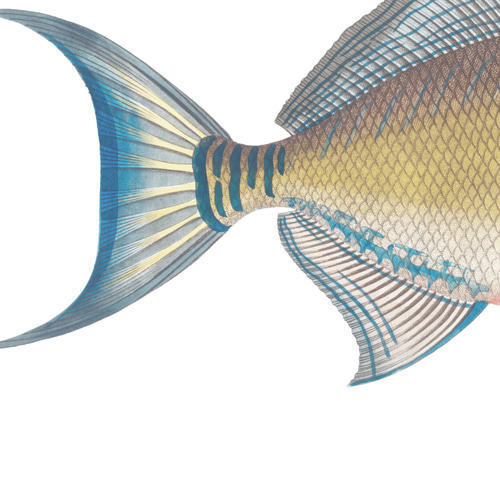 ヴィンテージ お魚アートポスター02 (51_fish_right)｜北欧 インテリア