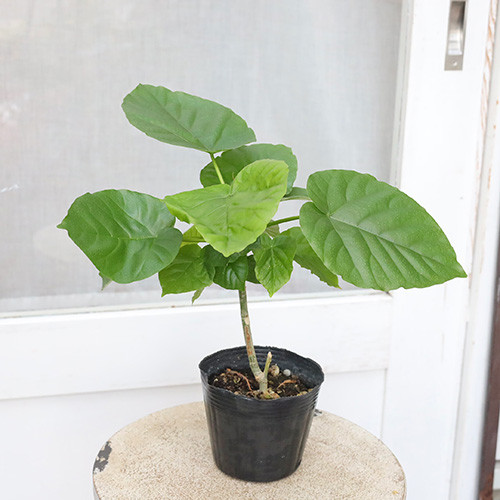 値下げSALE 観葉植物 フィカス・ウンベラータ 4号 高さ約40cm おしゃれ