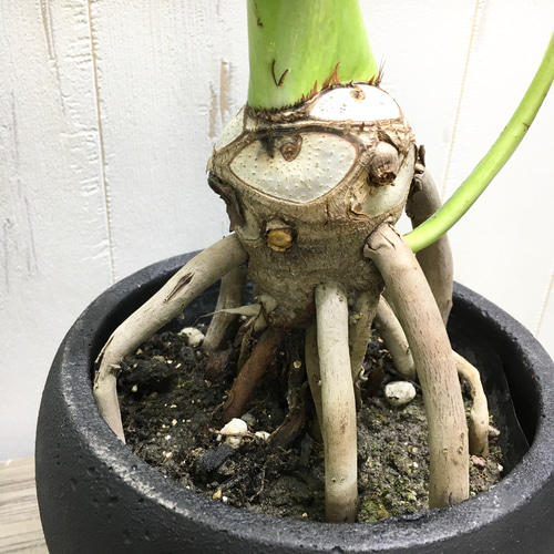Hilodendron selloum フィロデンドロン・セローム セメント