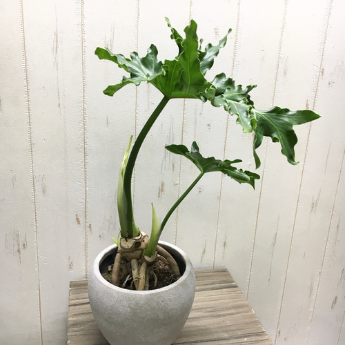 Hilodendron selloum フィロデンドロン・セローム セメントポット鉢 