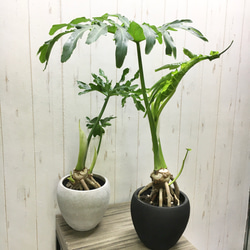 Hilodendron selloum フィロデンドロン・セローム セメント