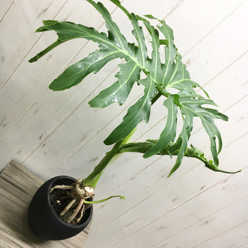 Hilodendron selloum フィロデンドロン・セローム セメントポット鉢 