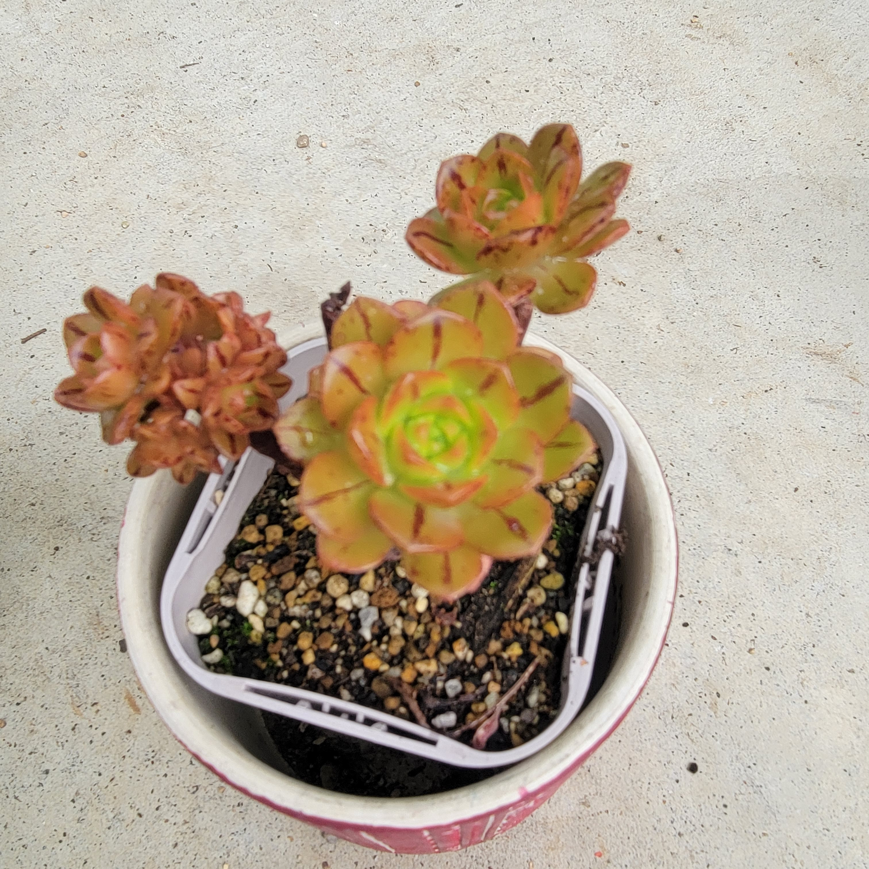 アエオニウム カット苗♡セット⑦(速達付) アエオニウム 6品種♡抜き苗