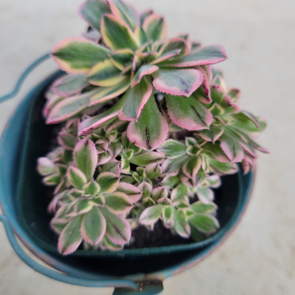 18#多肉植物アエオニウム錦❤️ サンバースト❤️5頭17cm拔き苗 【公式