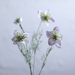 繊細なニゲラの花瓶挿し（枯れない・水換え不要） 5枚目の画像