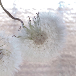 天然素材 ふわふわ たんぽぽの綿毛 20輪 加工済み ＊ 花材 タンポポ ドライフラワー 6枚目の画像