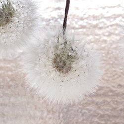 天然素材 ふわふわ たんぽぽの綿毛 20輪 加工済み ＊ 花材 タンポポ ドライフラワー 5枚目の画像