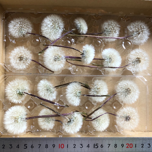 たんぽぽの綿毛 20輪 ＊ 加工済み ふわふわ 天然素材 タンポポ ドライ