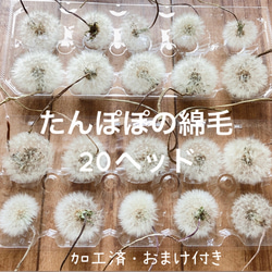 ✨たんぽぽの綿毛✨　イヤリング価格となっております ✨たんぽぽの綿毛✨ イヤリング価格となっております