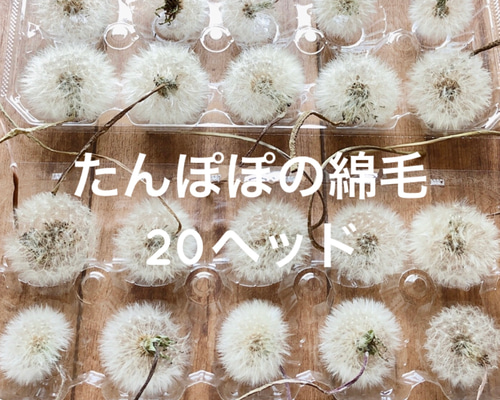 【専用】たんぽぽの綿毛 60輪 ＊ 加工済み ふわふわ天然素材 ドライフラワー 専用】たんぽぽの綿毛 60輪 ＊ 加工済み ふわふわ天然素材