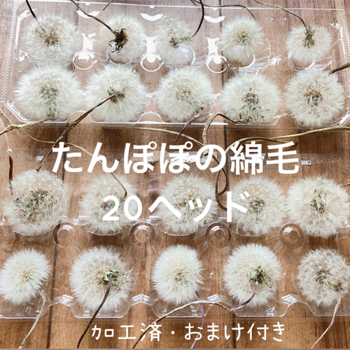 特価】たんぽぽの綿毛 20輪 ＊ 加工済み ふわふわ 天然素材 タンポポ 