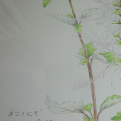透明水彩絵具　ネコノヒゲ　影山由美子 5枚目の画像