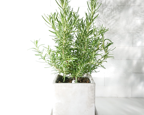 0d167107b83c0870780d273c507a55