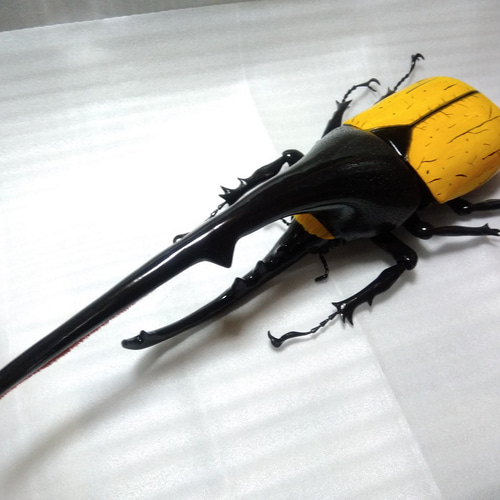 ヘラクレスオオカブト 超大型 特大 フィギュア 立体・オブジェ