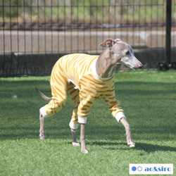 犬服 イタグレ のおすすめ人気通販 検索結果｜Creema(クリーマ