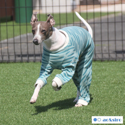 犬服 イタグレ のおすすめ人気通販 検索結果｜Creema(クリーマ