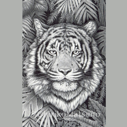 ペン画・複製(ジクレー)画　Tiger 5枚目の画像