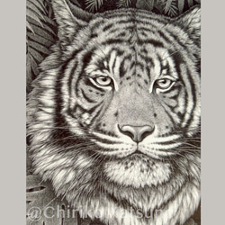 ペン画・複製(ジクレー)画　Tiger 6枚目の画像