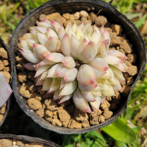 多肉植物　強い子セット⑩ お値下げ♪ 多肉植物 強い子セット⑩ お値下げ♪ 【公式通販】