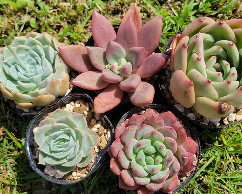 多肉植物 プラグ苗 16セット - メルカリ