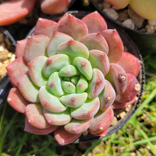 GWセット♡ 超格安！ 1苗あたり720円！ 多肉植物 エケベリア