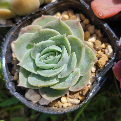 GWセット♡ 超格安！ 1苗あたり720円！ 多肉植物 エケベリア
