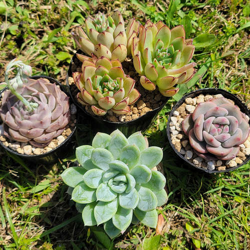 GWセット♡プリンセスセット♡ 多肉植物 エケベリア その他インテリア 