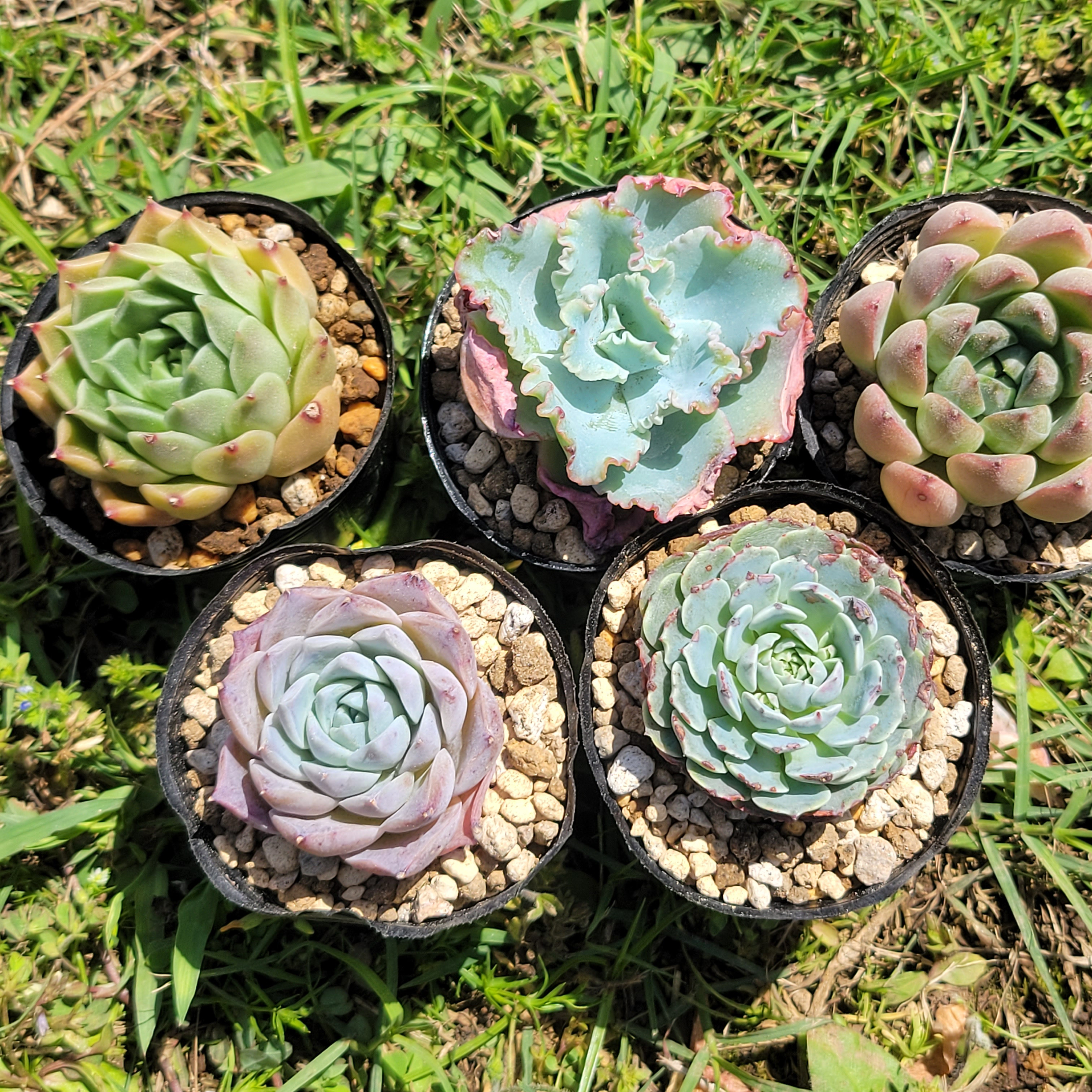 GWセット♡ 超格安！ 1苗あたり720円！ 多肉植物 エケベリア