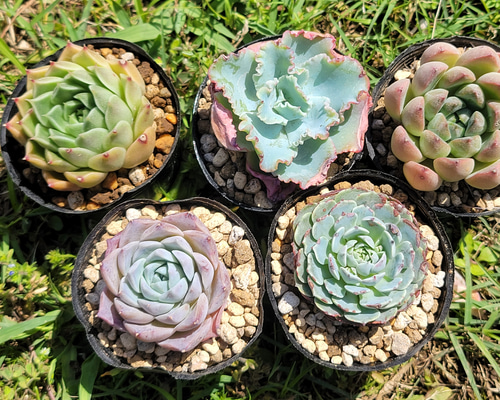 GWセット♡ 超格安！ 1苗あたり720円！ 多肉植物 エケベリア