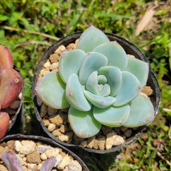 GWセット♡ 超格安！ 1苗あたり720円！ 多肉植物 エケベリア 6枚目の画像