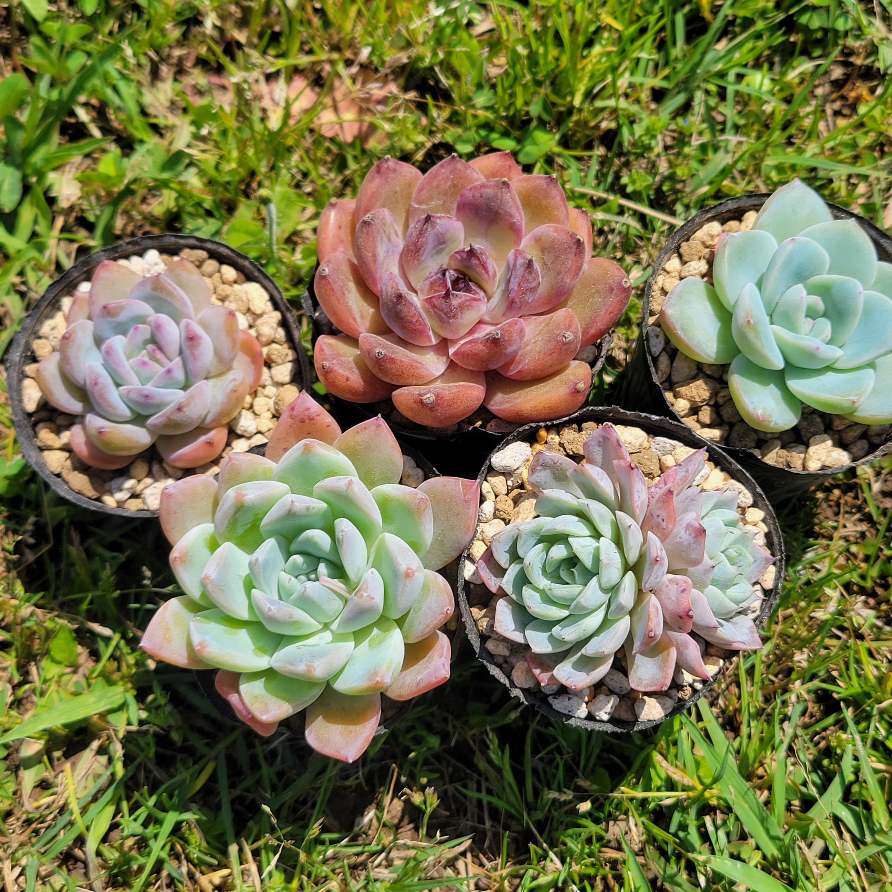 エケベリア多肉植物セット Amazon.co.jp: 農園直売 多肉植物 エケベリア 寄せ植えセット17