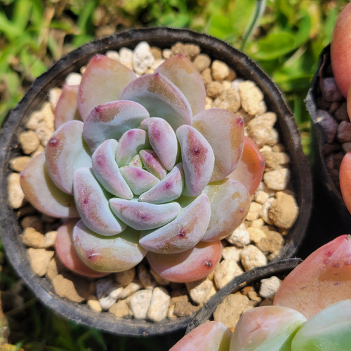 GWセット♡ 超格安！ 1苗あたり720円！ 多肉植物 エケベリア その他