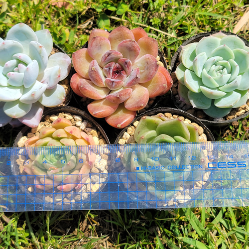 GWセット♡ 超格安！ 1苗あたり720円！ 多肉植物 エケベリア その他 