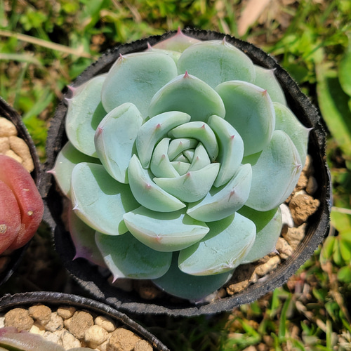 GWセット♡ 超格安！ 1苗あたり720円！ 多肉植物 エケベリア その他